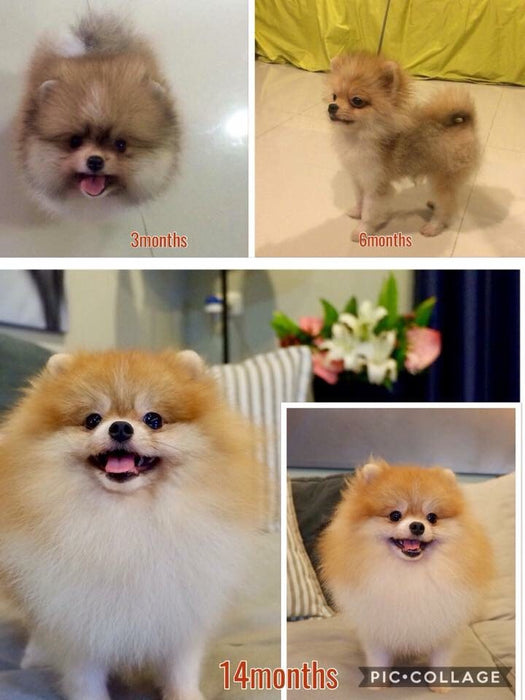 Dwergkeesjes en vachtverlies - Van ruien tot kaalheid