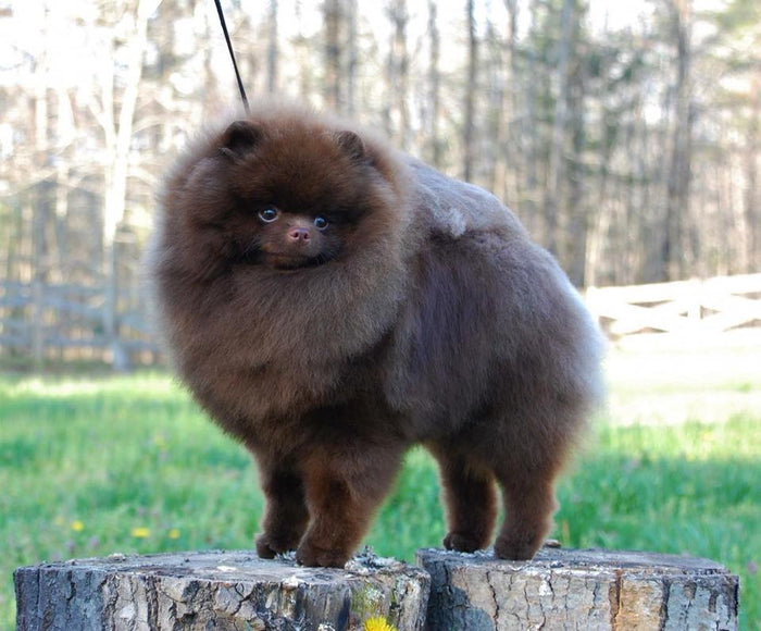 De ultieme Pomeranian-verzorgingsgids