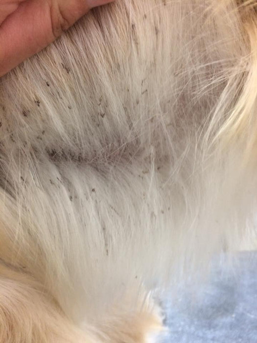 Ichthyosis bij de Golden Retriever