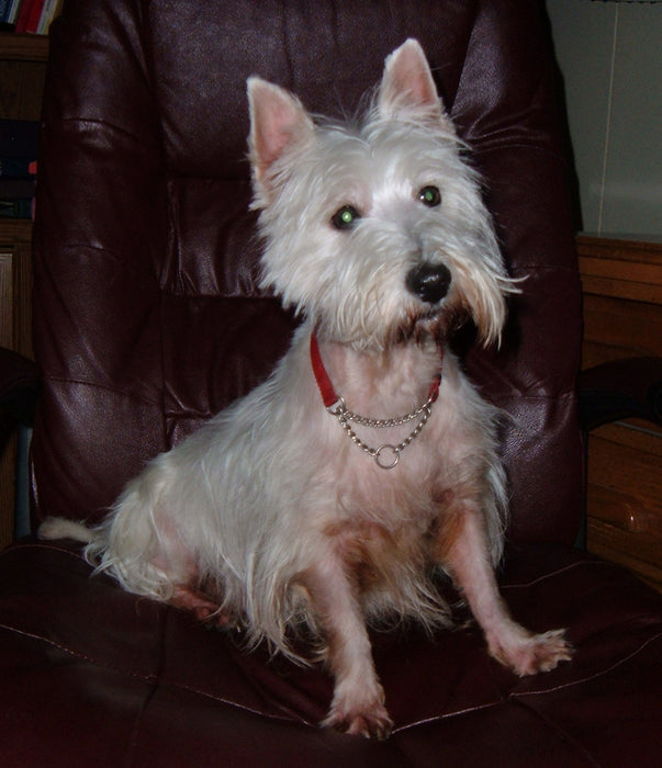 West Highland White Terrier en de Nogga Vet lijn