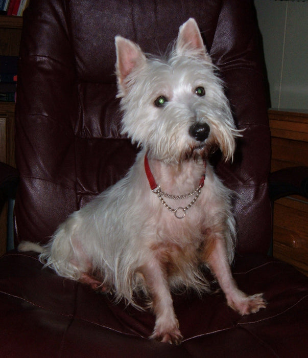 West Highland White Terrier en de Nogga Vet lijn