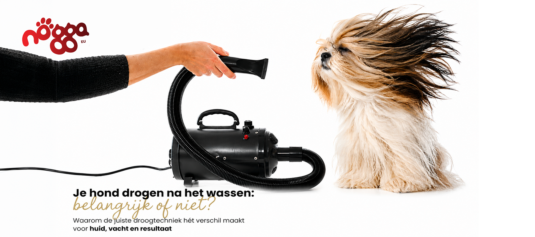 Je hond drogen na het wassen: föhnen of laten drogen?