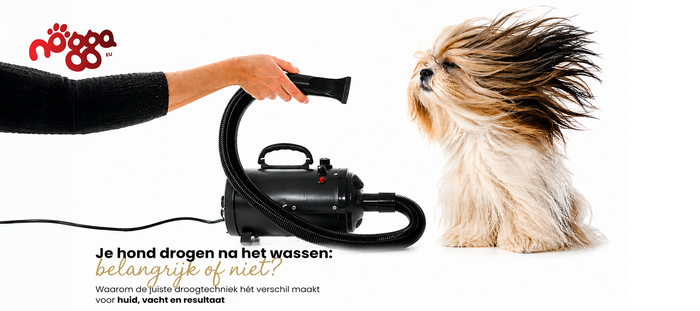 Je hond drogen na het wassen: föhnen of laten drogen?