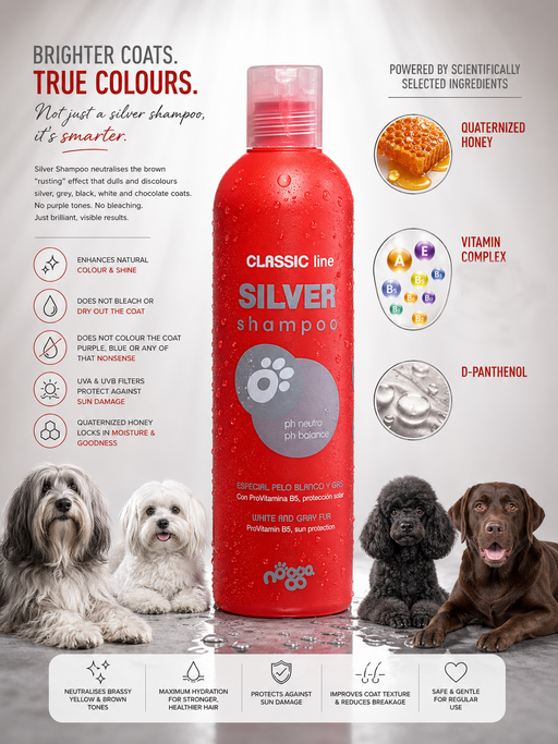 Silver Shampoo